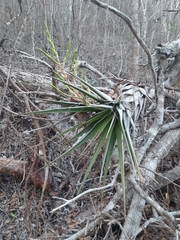 Tillandsia cucaensis