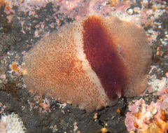 Notoplana sanguinea
