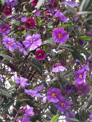 Andesanthus lepidotus