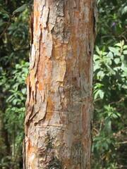 Andesanthus lepidotus