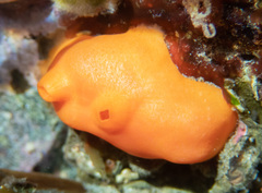 Cnemidocarpa finmarkiensis