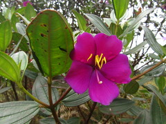 Andesanthus lepidotus