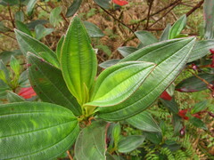 Andesanthus lepidotus