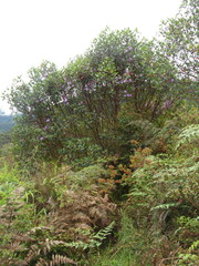 Andesanthus lepidotus