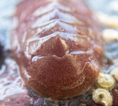 Lepidozona interstincta