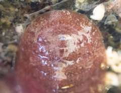 Lepidozona interstincta