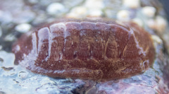 Lepidozona interstincta