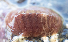 Lepidozona interstincta