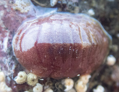 Lepidozona interstincta