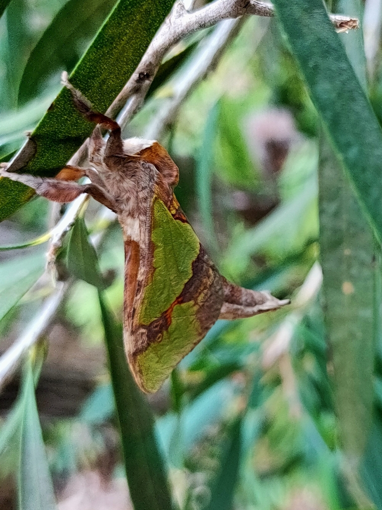 Common Splendid Ghost Moth from Blairgowrie VIC 3942, Australia on ...