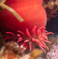 Urticina piscivora