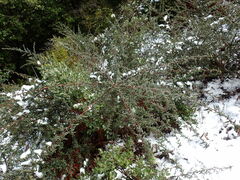 Ceanothus papillosus