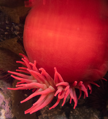 Urticina piscivora