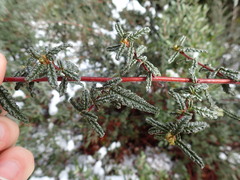 Ceanothus papillosus