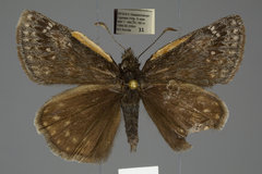 Erynnis persius