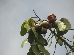 Guarea kunthiana