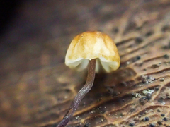 Cryptomarasmius corbariensis