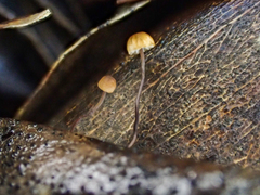 Cryptomarasmius corbariensis