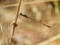Austrolestes analis