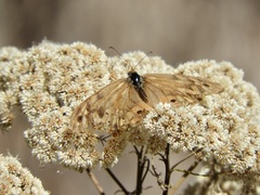 Heteronympha merope