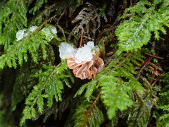 Micromphale arbuticola