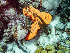 Pseudodiploria strigosa