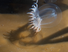 Polyorchis penicillatus