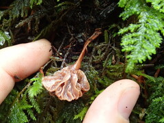 Micromphale arbuticola