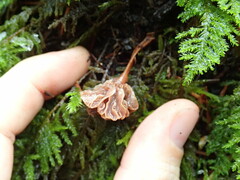 Micromphale arbuticola