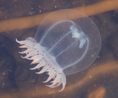 Polyorchis penicillatus