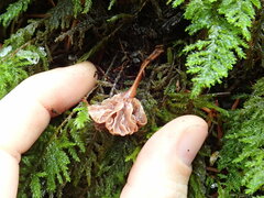 Micromphale arbuticola