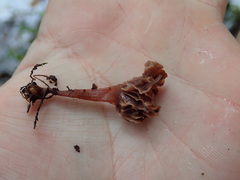 Micromphale arbuticola