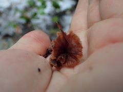 Micromphale arbuticola