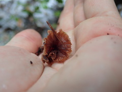 Micromphale arbuticola