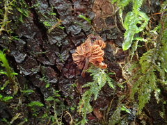 Micromphale arbuticola