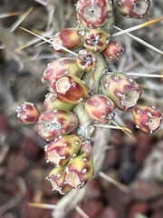 Cylindropuntia leptocaulis