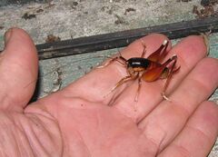 Apotetamenus amazonae