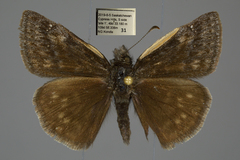 Erynnis persius