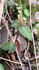 Lepidagathis inaequalis