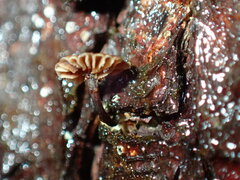Micromphale arbuticola