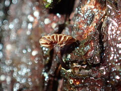 Micromphale arbuticola