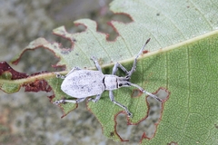 Myllocerus undecimpustulatus