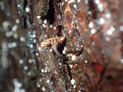 Micromphale arbuticola