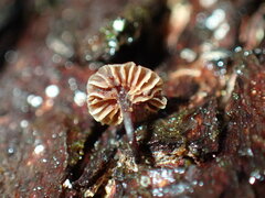 Micromphale arbuticola