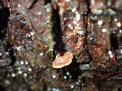 Micromphale arbuticola