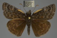 Erynnis persius