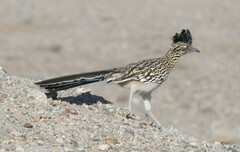 Geococcyx californianus