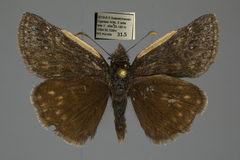 Erynnis persius