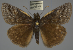 Erynnis persius