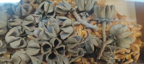 Neoraputia